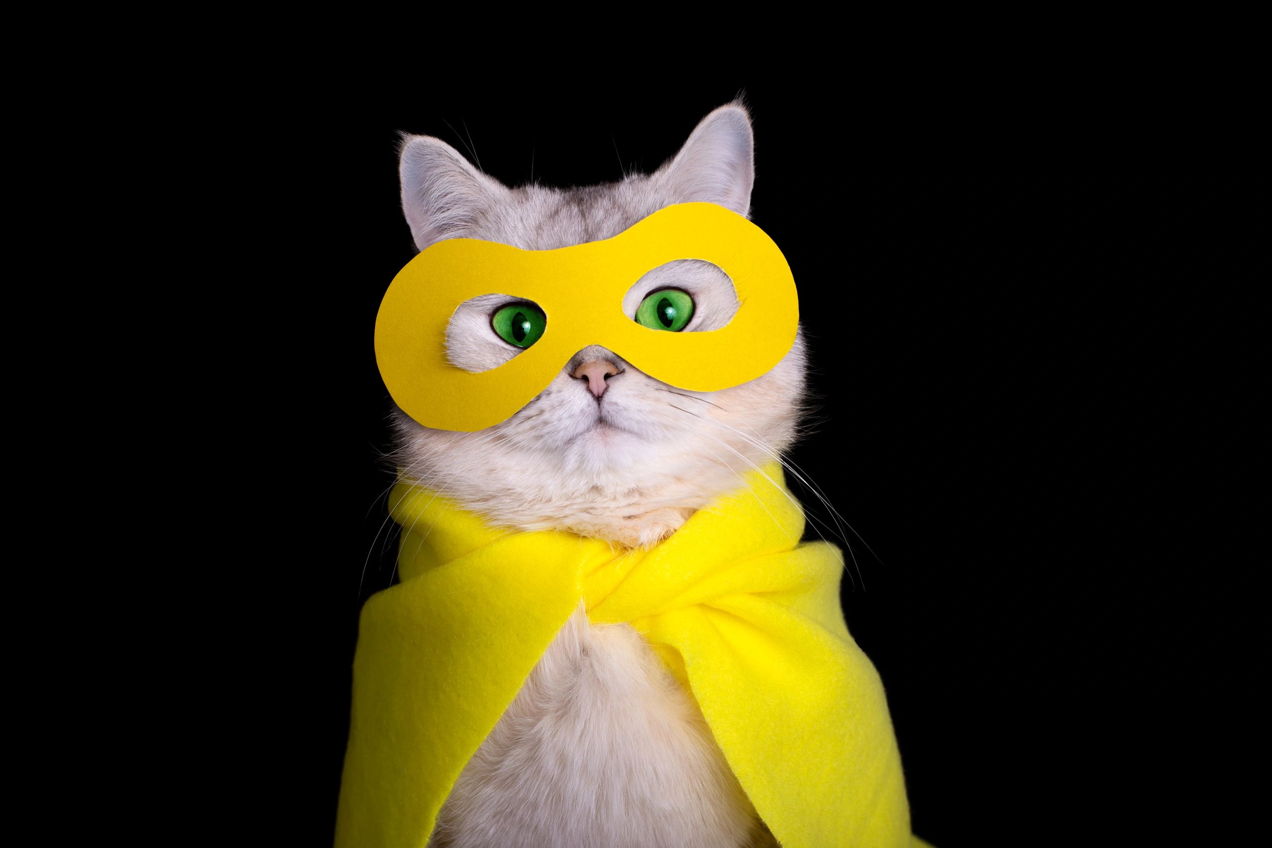 Understanding and Helping Hyperactive Cats